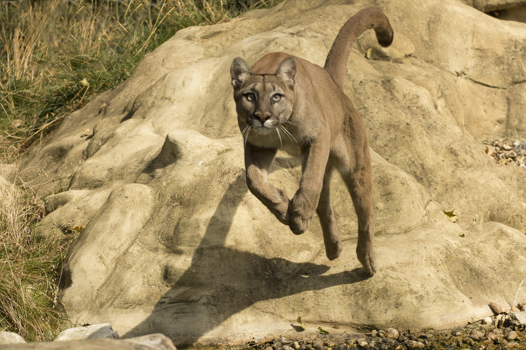 Meritus Party Puma Leaping Into Action